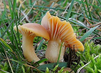 lúčnica statná Cuphophyllus pratensis (Fr.) Bon