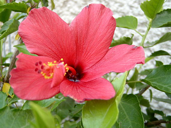 ibištek čínsky /čínska ruža/ Hibiscus rosa-sinensis