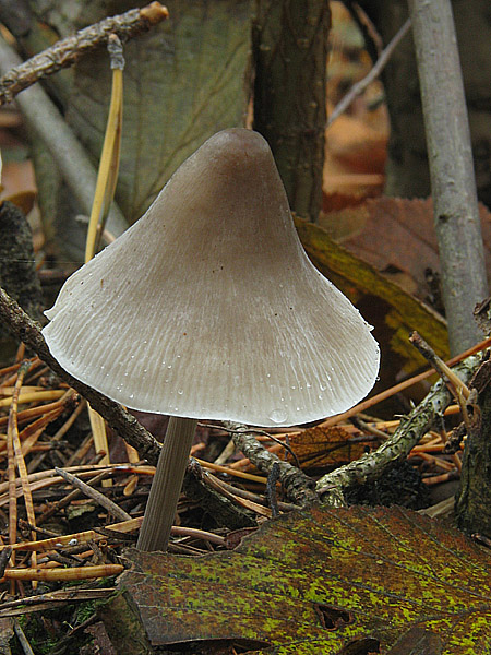 prilbička ryhovaná Mycena polygramma (Bull.) Gray