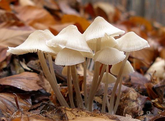 prilbička Mycena sp.