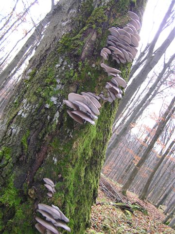 hliva ustricovitá Pleurotus ostreatus (Jacq.) P. Kumm.