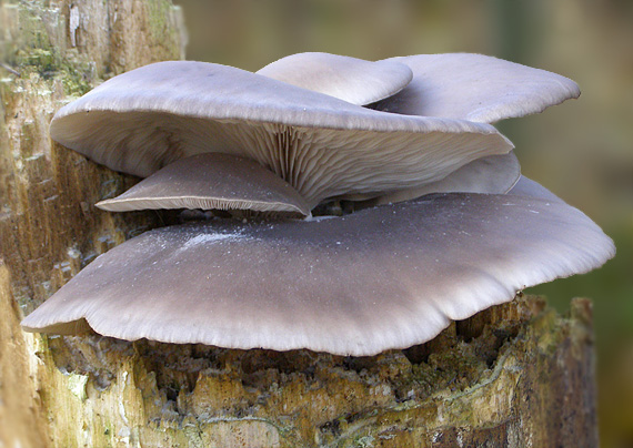 hlíva ústřičná-Hliva ustricova Pleurotus ostreatus (Jacq.) P. Kumm.