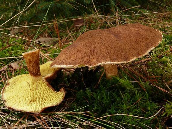 klouzek dutonohý - Hríbovec dutohlúbikový Suillus cavipes (Opat.) A.H. Sm. & Thiers