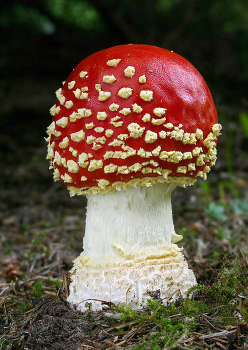 muchotrávka červená Amanita muscaria (L.) Lam.