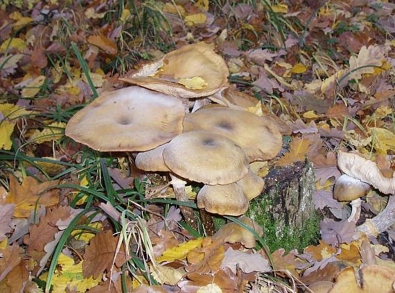 podpňovka Armillaria sp.