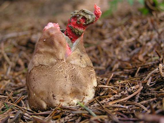 mrežovka kvetovitá Clathrus archeri (Berk.) Dring