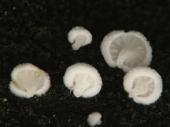 machovka Hobsonova Clitopilus hobsonii (Berk.) P.D. Orton