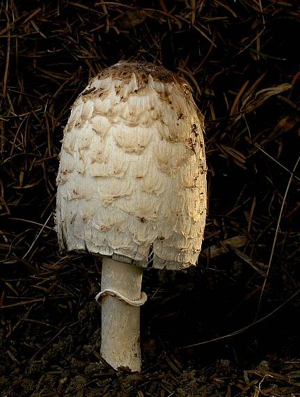 hnojník obyčajný Coprinus comatus (O.F. Müll.) Pers.