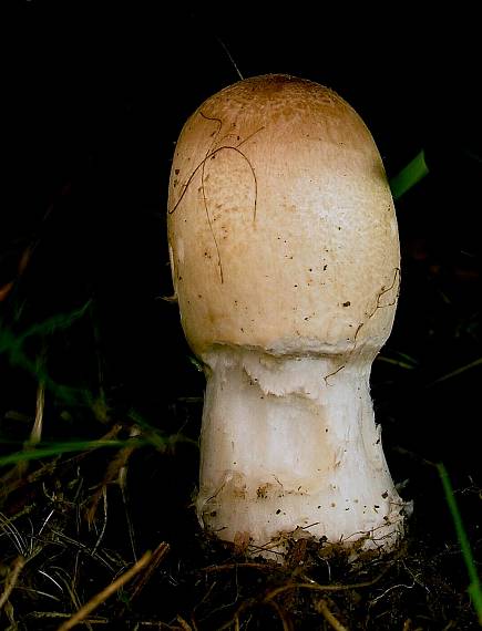 hnojník obyčajný Coprinus comatus (O.F. Müll.) Pers.