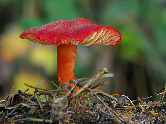 lúčnica šarlátová Hygrocybe coccinea (Schaeff.) P. Kumm.