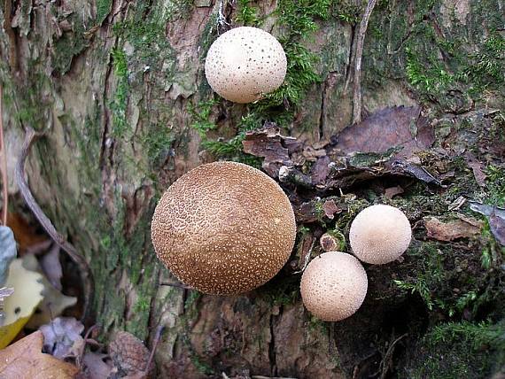 prášnica hruškovitá Lycoperdon pyriforme Schaeff.