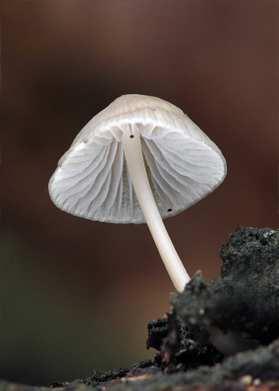 prilbička ružovolupeňová Mycena galericulata (Scop.) Gray