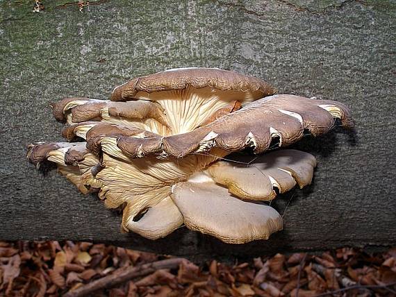 hliva ustricovitá Pleurotus ostreatus (Jacq.) P. Kumm.