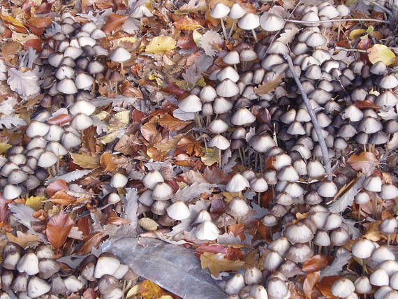 drobuľka Psathyrella sp.