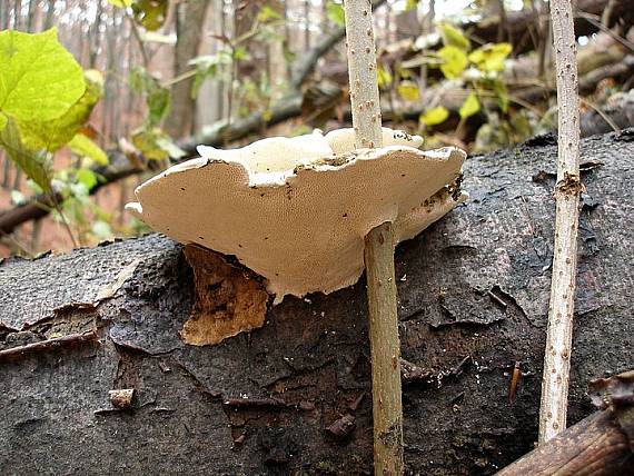 trúdnikovec Trametes