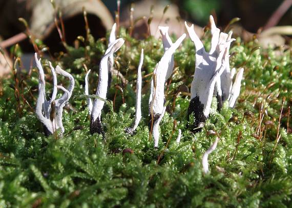 drevnatec parohatý Xylaria hypoxylon (L.) Grev.