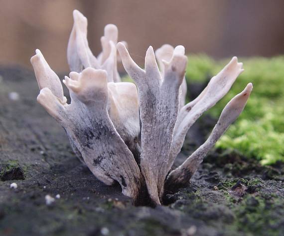 drevnatec parohatý Xylaria hypoxylon (L.) Grev.