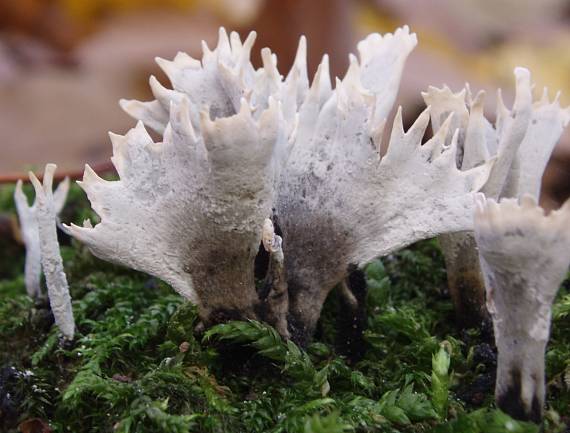 drevnatec parohatý Xylaria hypoxylon (L.) Grev.