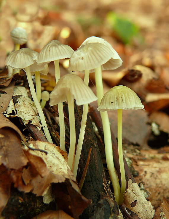 prilbička slizká Mycena epipterygia (Scop.) Gray