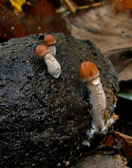 zvonovec obyčajný Panaeolus papilionaceus (Bull.) Quél.