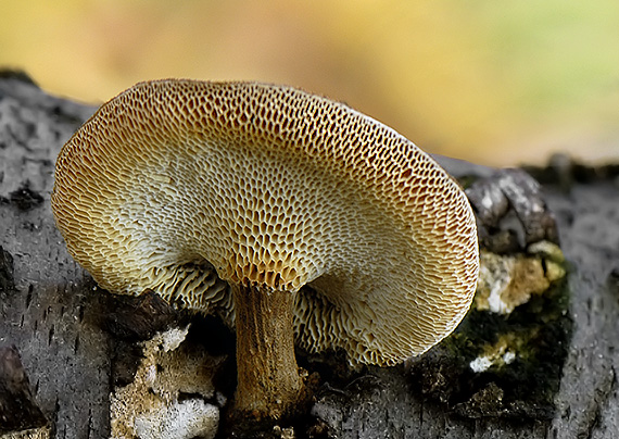 trúdnik Polyporus sp.