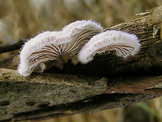 klanolupeňovka obyčajná Schizophyllum commune Fr.