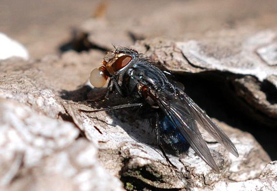 bublifuk 2 Calliphora vicina