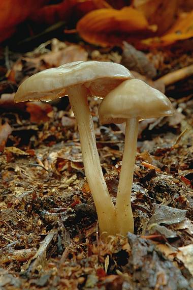 hodvábnica Entoloma sp.