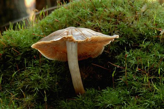 hodvábnica Entoloma sp.