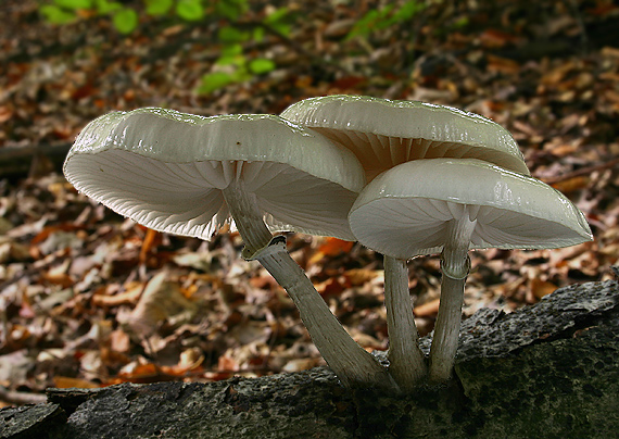 sliznačka obyčajná Mucidula mucida (Schrad.) Pat.