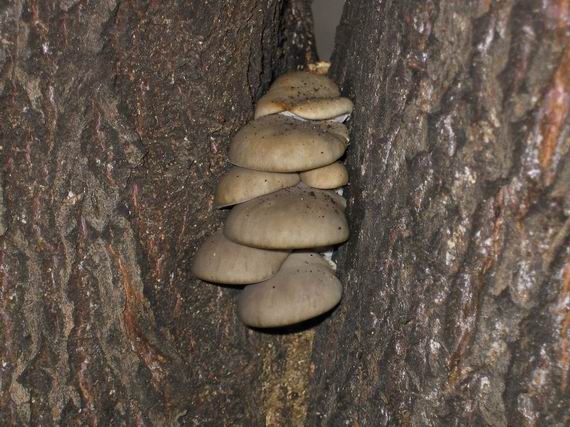 hliva ustricovitá Pleurotus ostreatus (Jacq.) P. Kumm.