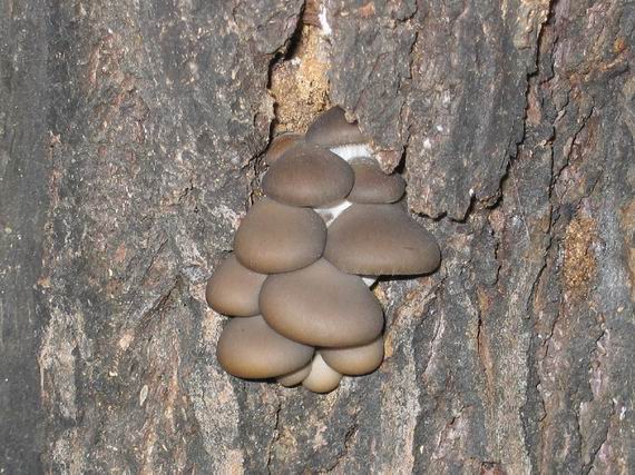 hliva ustricovitá Pleurotus ostreatus (Jacq.) P. Kumm.