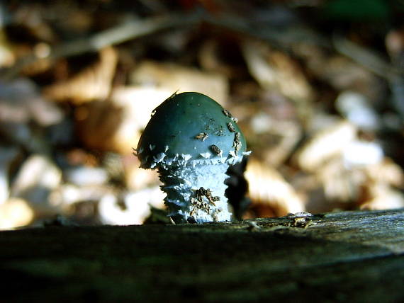 golierovka zelenkastá Stropharia aeruginosa (Curtis) Quél.