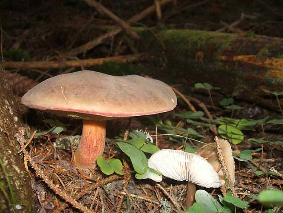 suchohríb červenohnedý Xerocomus ferrugineus (Kuntze) Singer