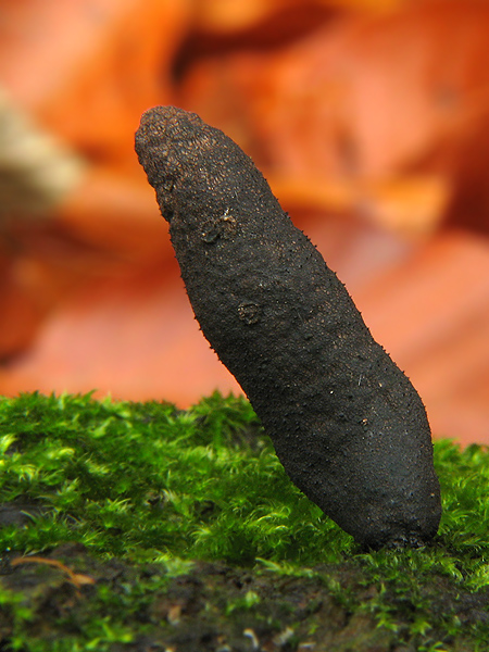 drevnatec Xylaria sp.