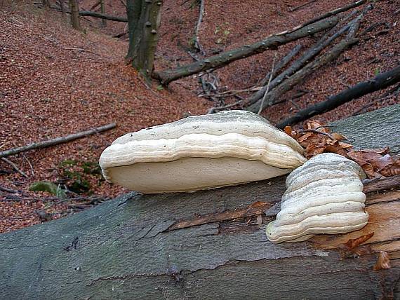 práchnovec kopytovitý Fomes fomentarius (L.) J.J. Kickx