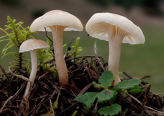 lúčnica snehobiela hnedastá Hygrocybe virginea var. fuscescens (Bres.) Arnolds