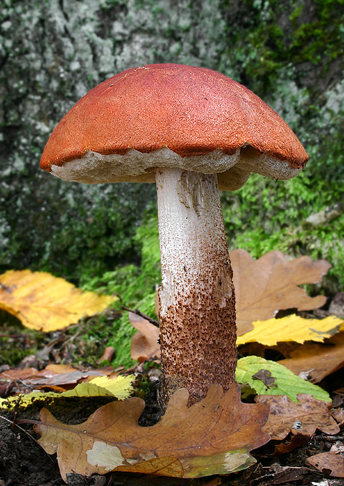 kozák dubový Leccinum aurantiacum (Bull.) Gray