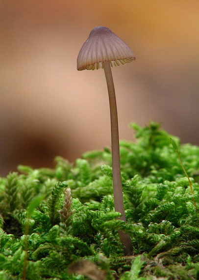 prilbička krvavá Mycena sanguinolenta (Alb. & Schwein.) P. Kumm.