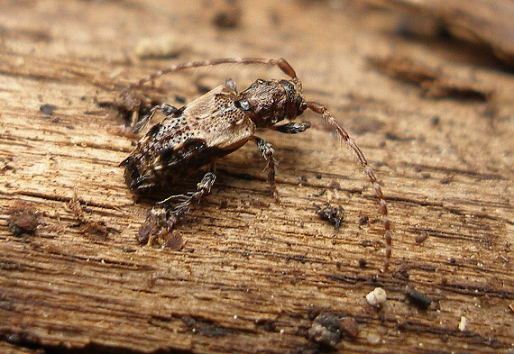 fúzač Pogonocherus hispidus (Cerambycidae)