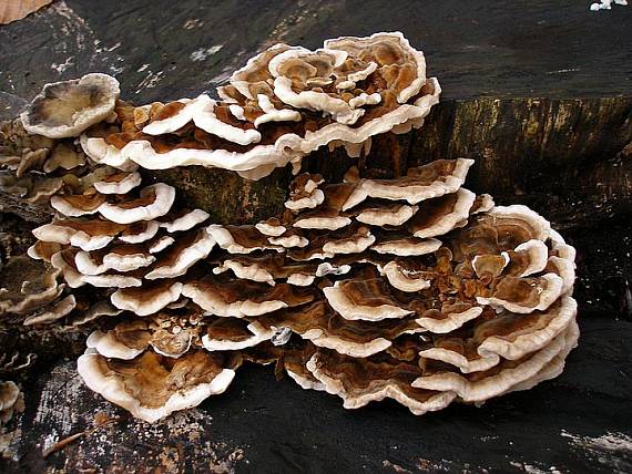 trúdnikovec pestrý Trametes versicolor (L.) Lloyd