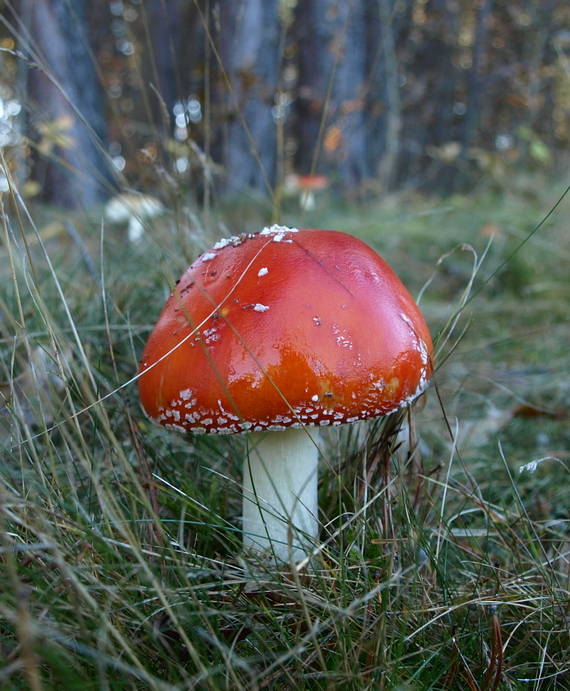 muchotrávka červená Amanita muscaria (L.) Lam.