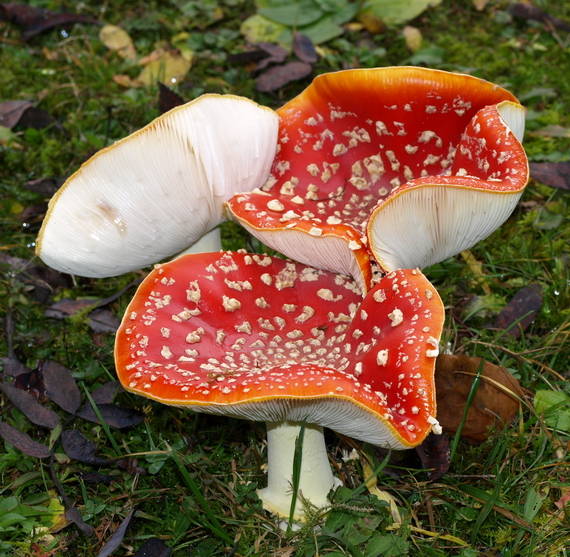 muchotrávka červená Amanita muscaria (L.) Lam.