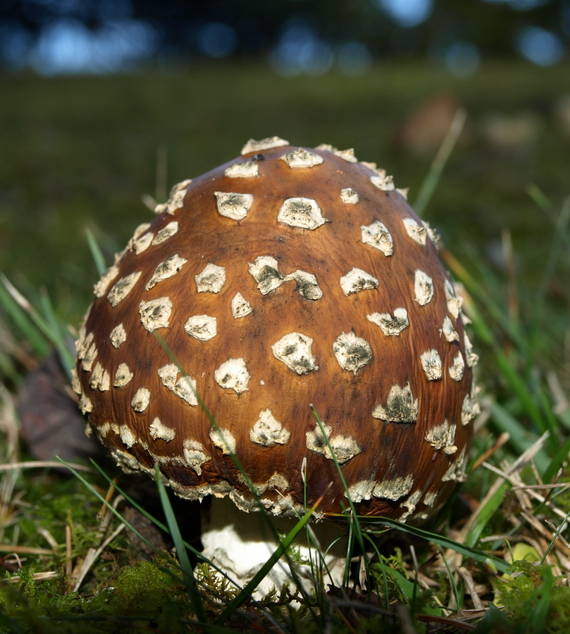 muchotrávka tigrovaná Amanita pantherina (DC.) Krombh.