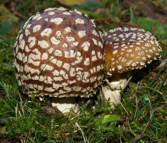 muchotrávka tigrovaná Amanita pantherina (DC.) Krombh.