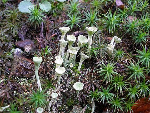 dutohlávka Cladonia fimbriata