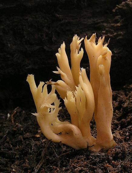 konárovka hrebenitá Clavulina coralloides (L.) J. Schröt.