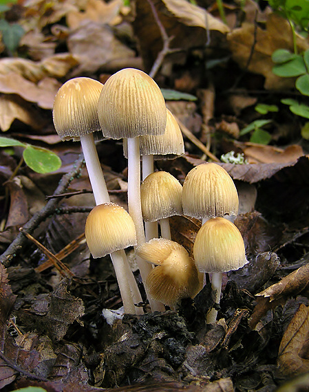 hnojník ligotavý Coprinellus micaceus (Bull.) Vilgalys, Hopple & Jacq. Johnson