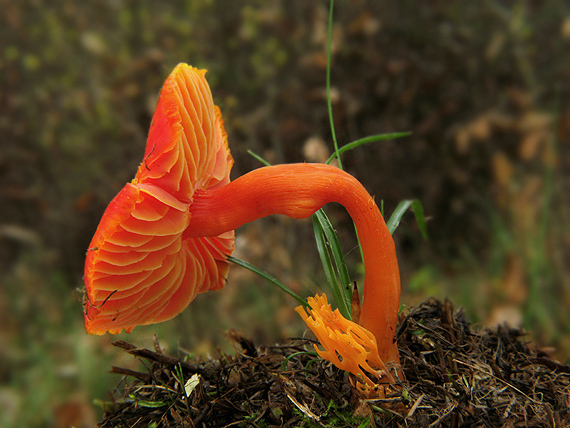 lúčnica šarlátová Hygrocybe coccinea (Schaeff.) P. Kumm.