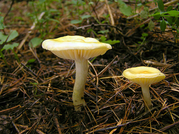 šťavnačka smrekovcová Hygrophorus lucorum Kalchbr.